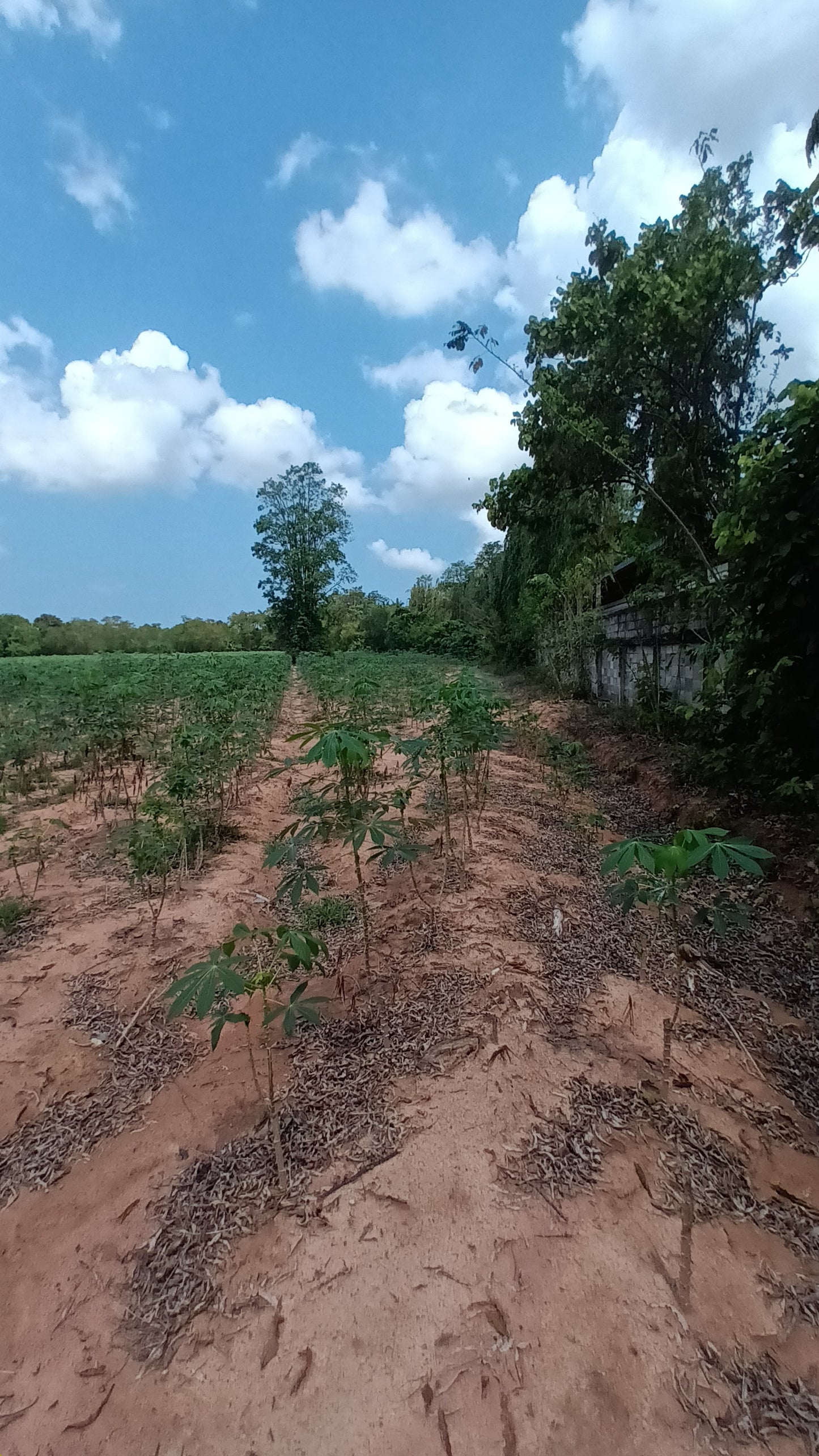 Land sale 38 rai 30 sqw, Mabprachan Lake, Siam Country Club area