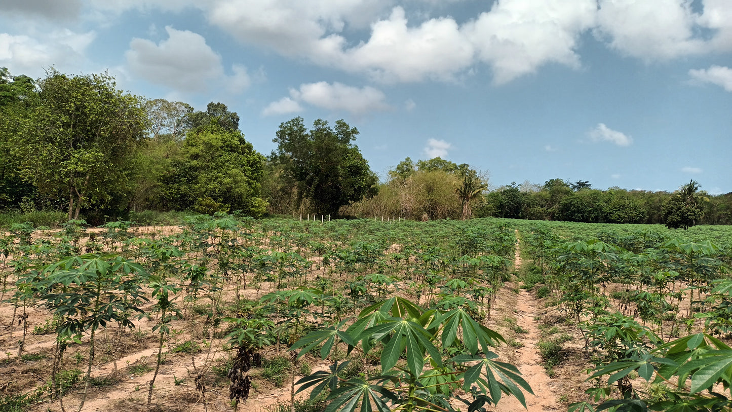 Land sale 38 rai 30 sqw, Mabprachan Lake, Siam Country Club area