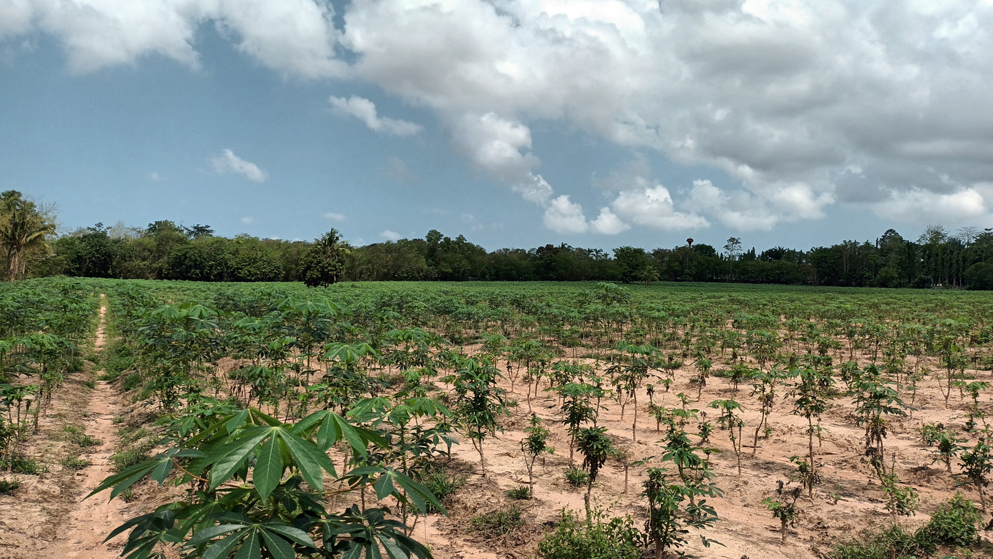 Land sale 38 rai 30 sqw, Mabprachan Lake, Siam Country Club area