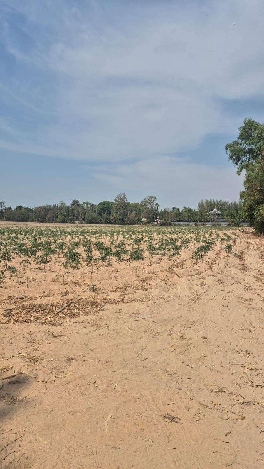 Land sale 38 rai 30 sqw, Mabprachan Lake, Siam Country Club area