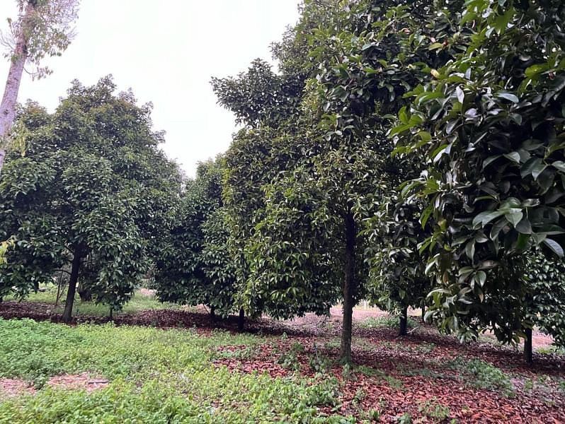 Land for Sale in Rayong, Durian and Mangosteen Orchards 5 Rai+